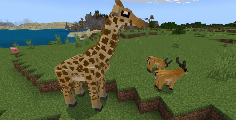 Giraffe