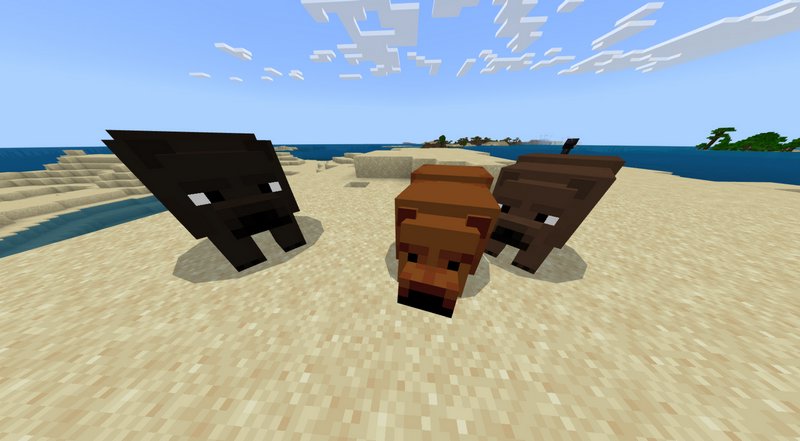 Three bears