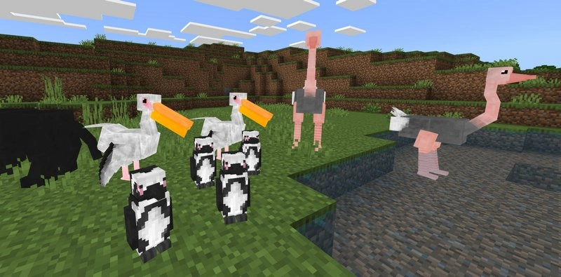 Pelican, Penguin, Ostrich