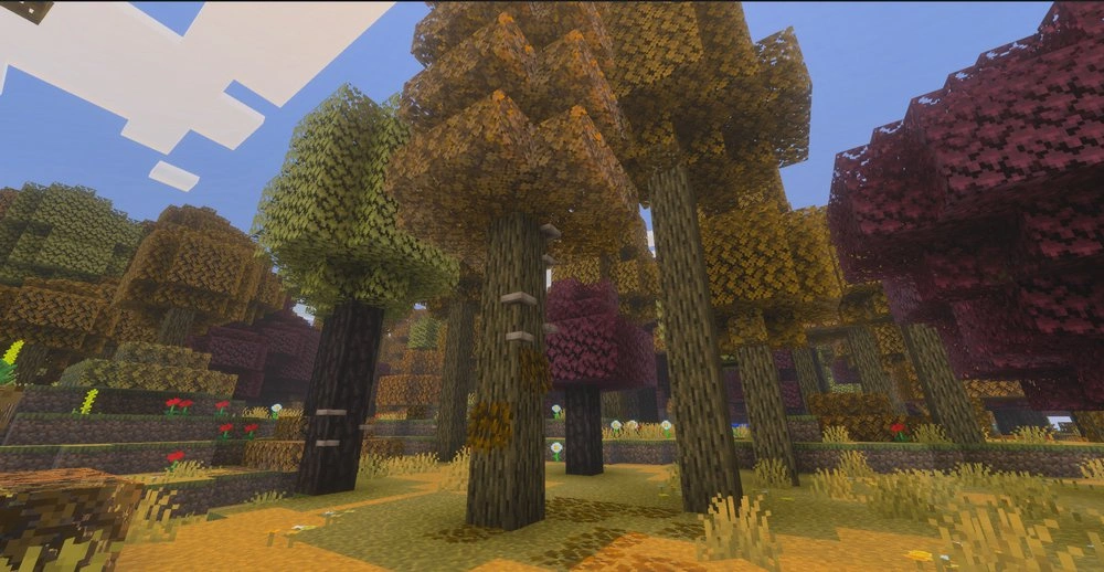 Autumn forest