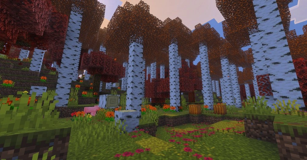 Birch Autumn Forest